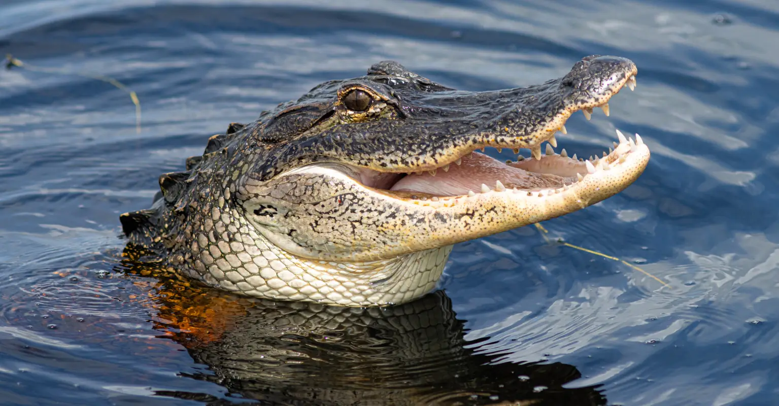 Man who discovered alligator carrying woman in its mouth thought her body was a mannequin