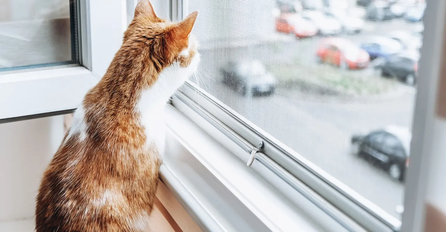 Cat owner 'never going on vacation again' after seeing heartbreaking footage on his pet cam