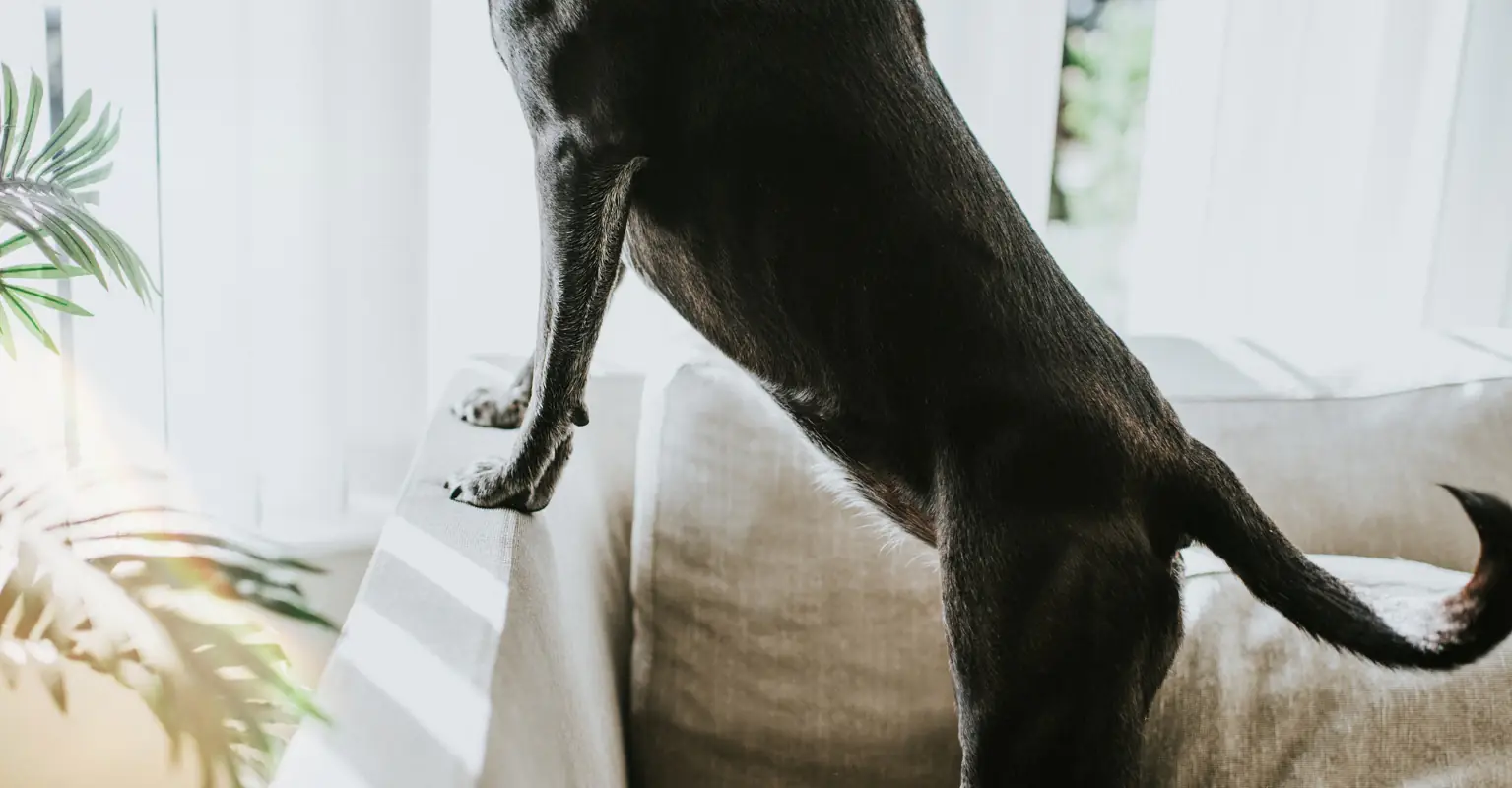 World's tallest dog dies in owner's lap at just 3 years old