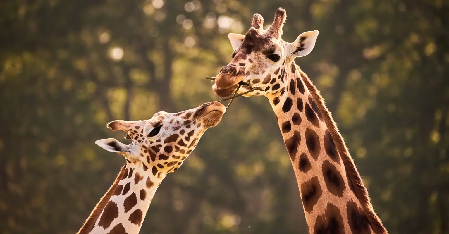 'World's only spotless giraffe' has finally been given a name