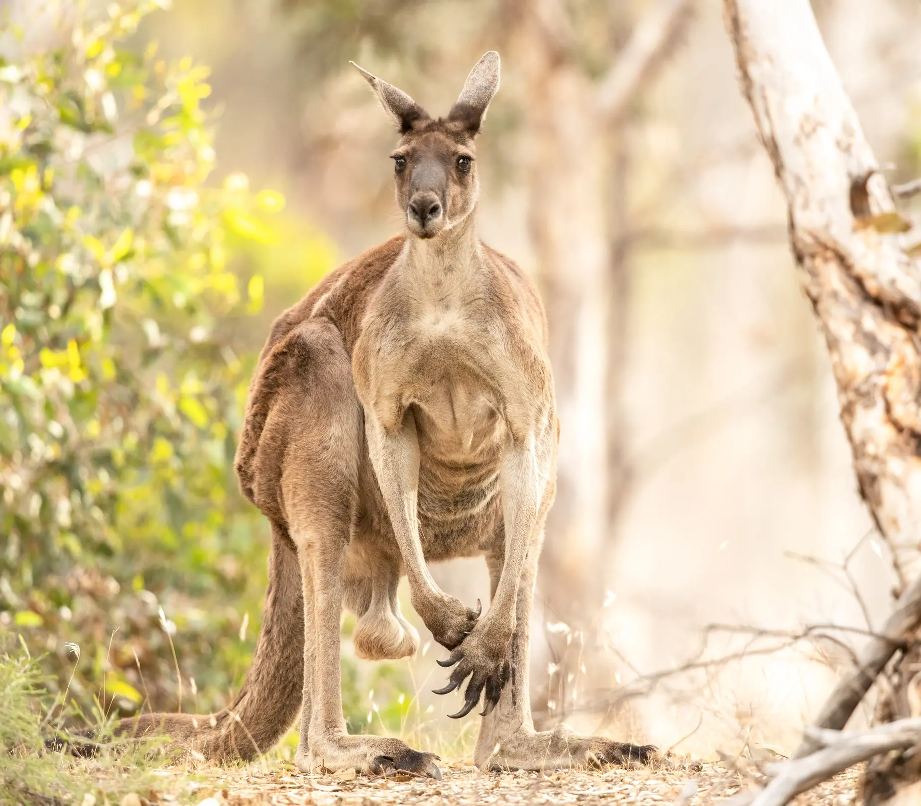 Man takes on terrifying '7-foot kangaroo' to rescue his dog - Article Image 2