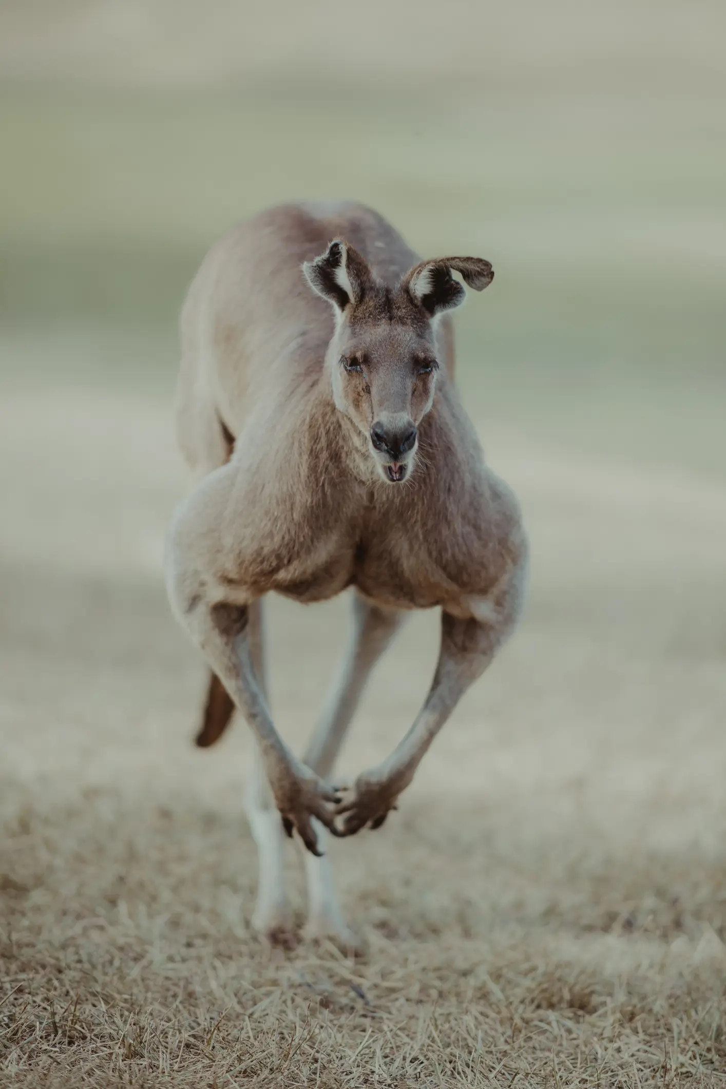 Man takes on terrifying '7-foot kangaroo' to rescue his dog - Article Image 1