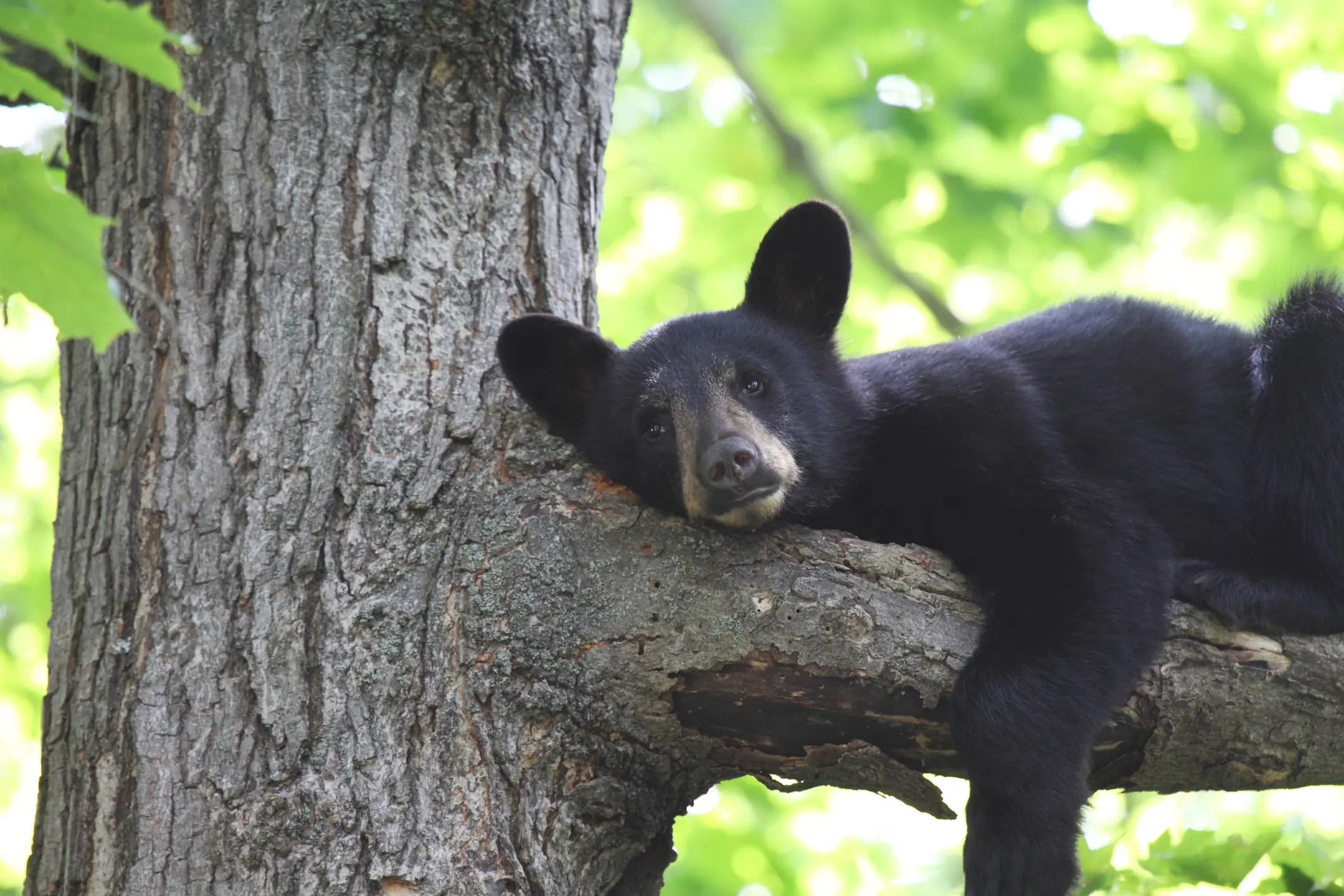 size-full wp-image-1263232730