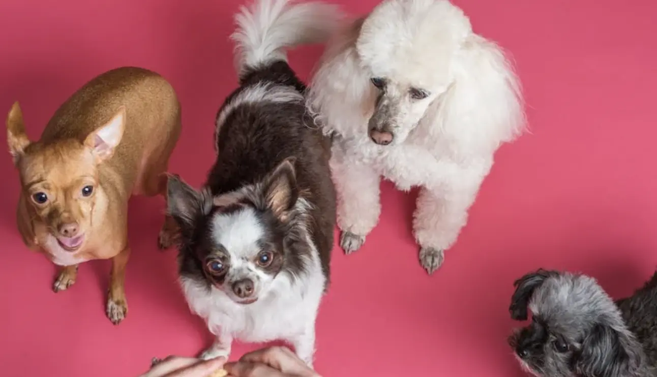 size-full wp-image-1263230887