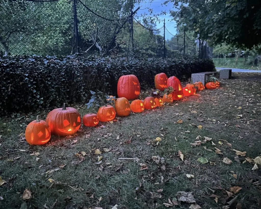 size-large wp-image-1263233644