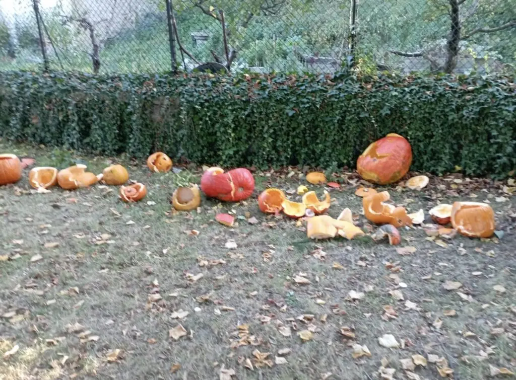 size-large wp-image-1263233643