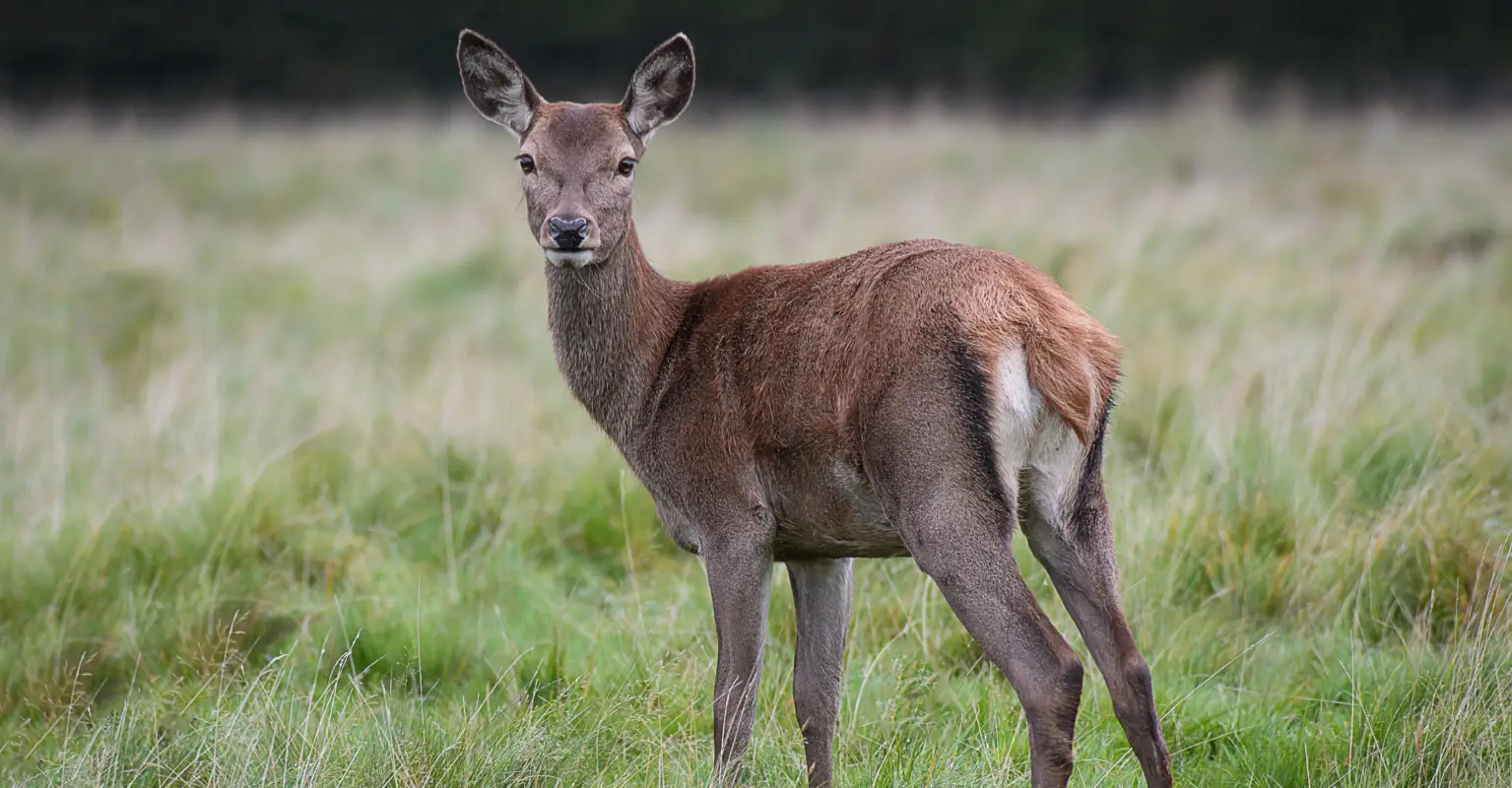 Daughter makes dying Bambi-obsessed mom's last wish come true by bringing a real deer to her bedside