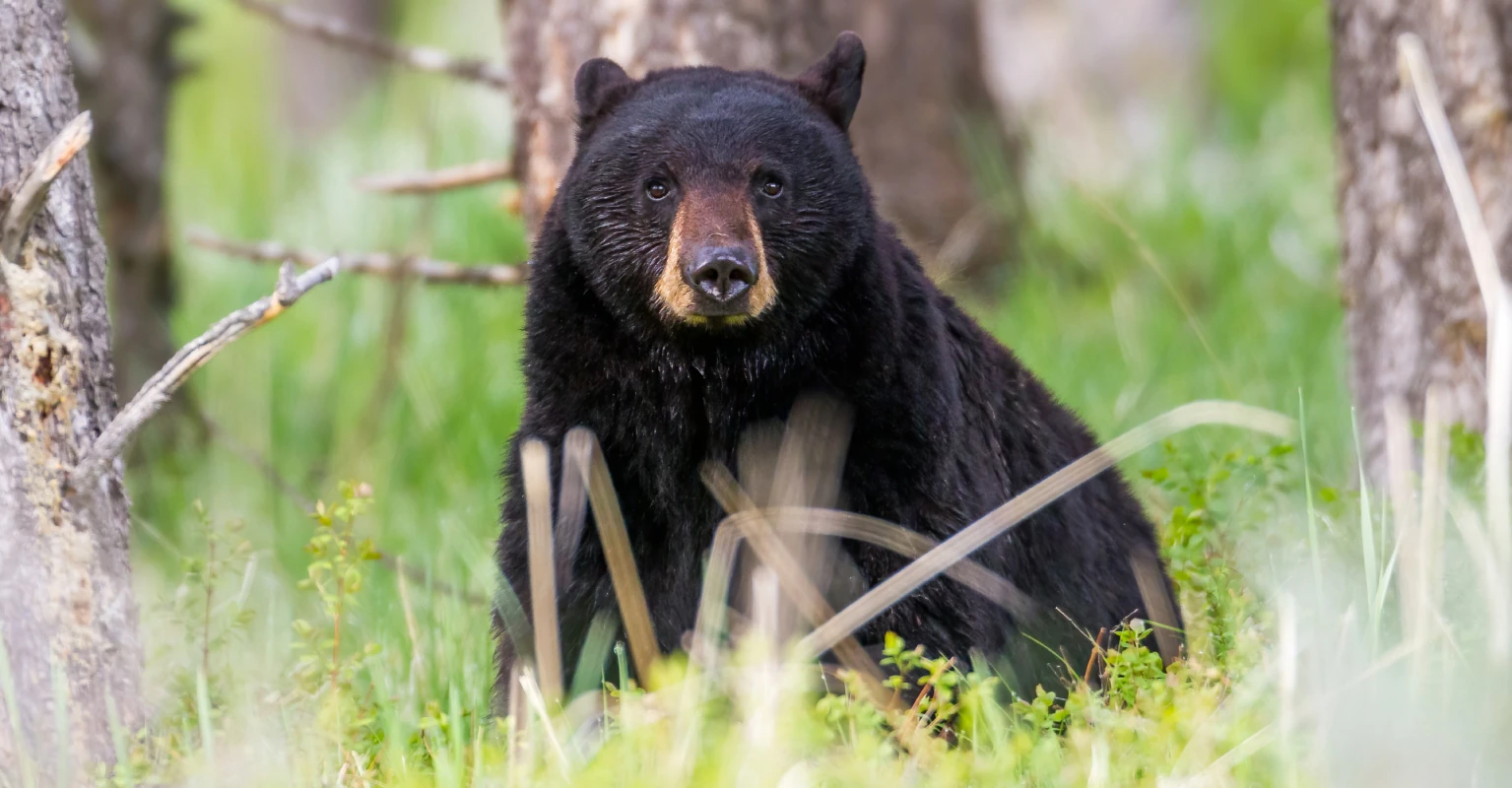 Bear breaks into family's home, steals frozen lasagna from the freezer