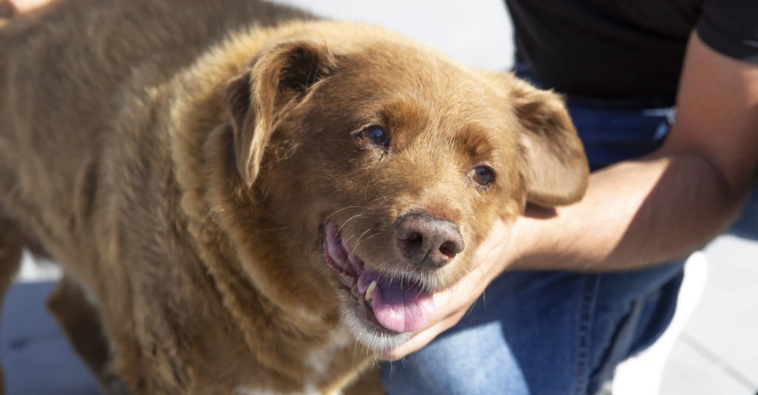Bobi, the world's oldest dog, dies 5 months after celebrating his 31st birthday
