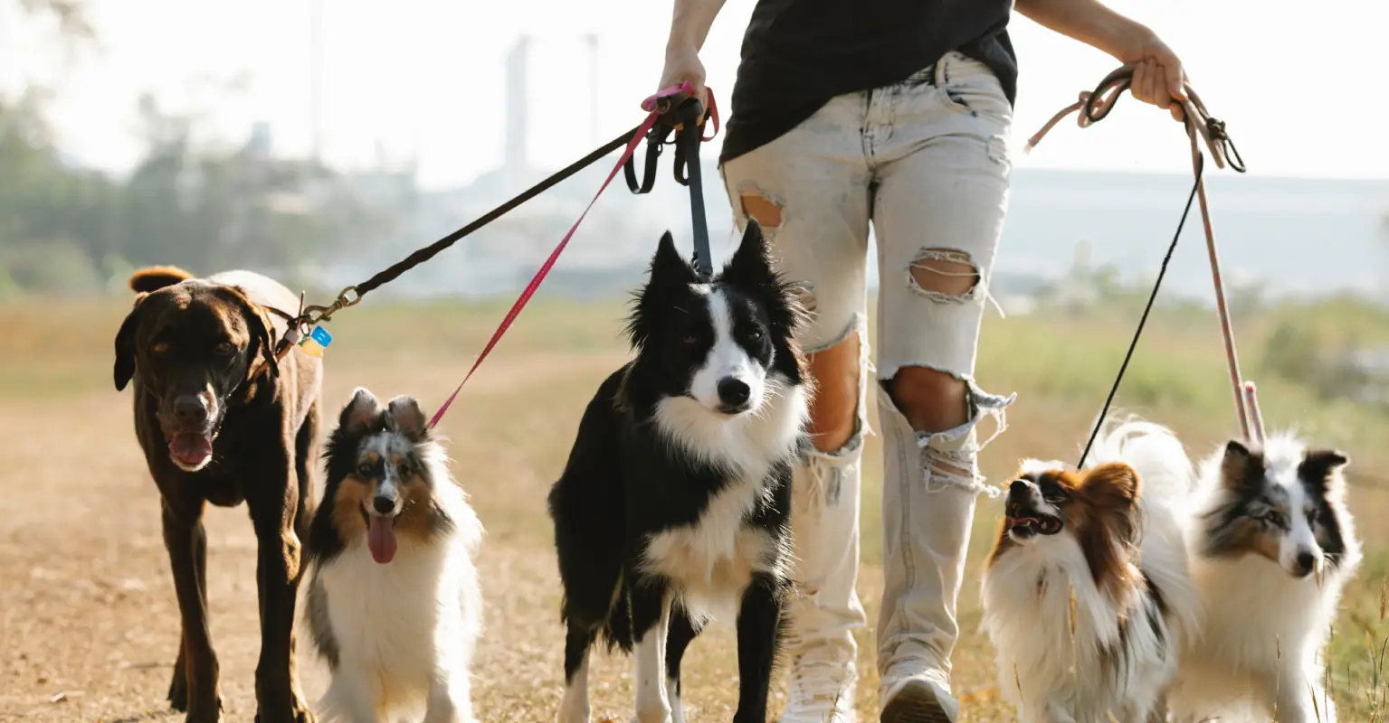 Man who spent $15,000 to ‘become a dog’ shares devastation after other dogs didn't treat him 'as an equal'