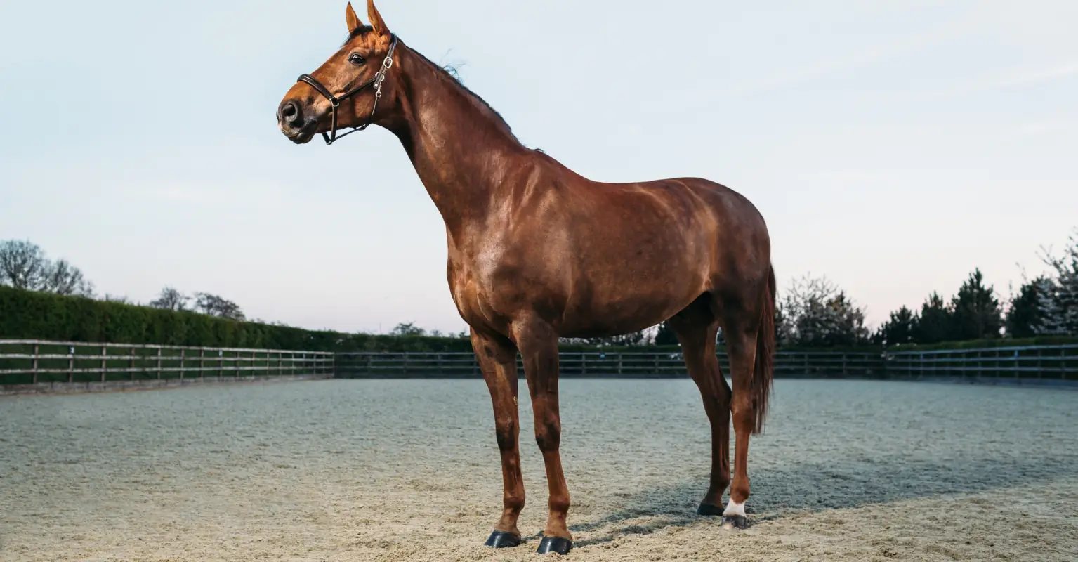 Hospice grants woman's dying wish to let her see her horse one final time