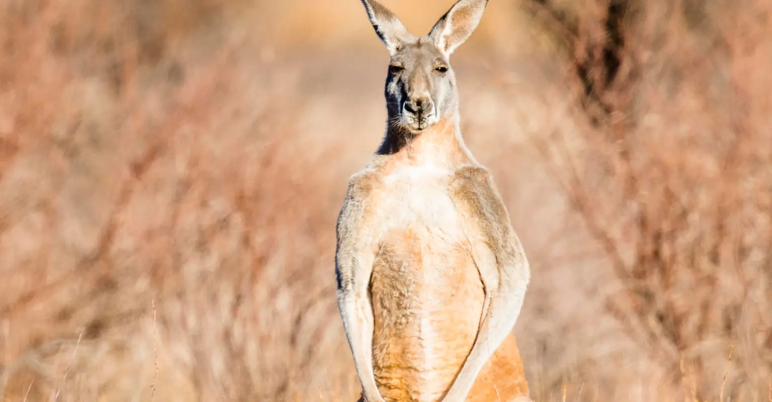 Man takes on terrifying '7-foot kangaroo' to rescue his dog
