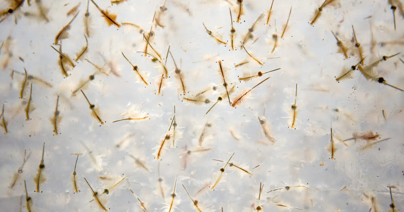 People are just learning the dark truth behind childhood staple Sea Monkeys: 'Childhood ruined'