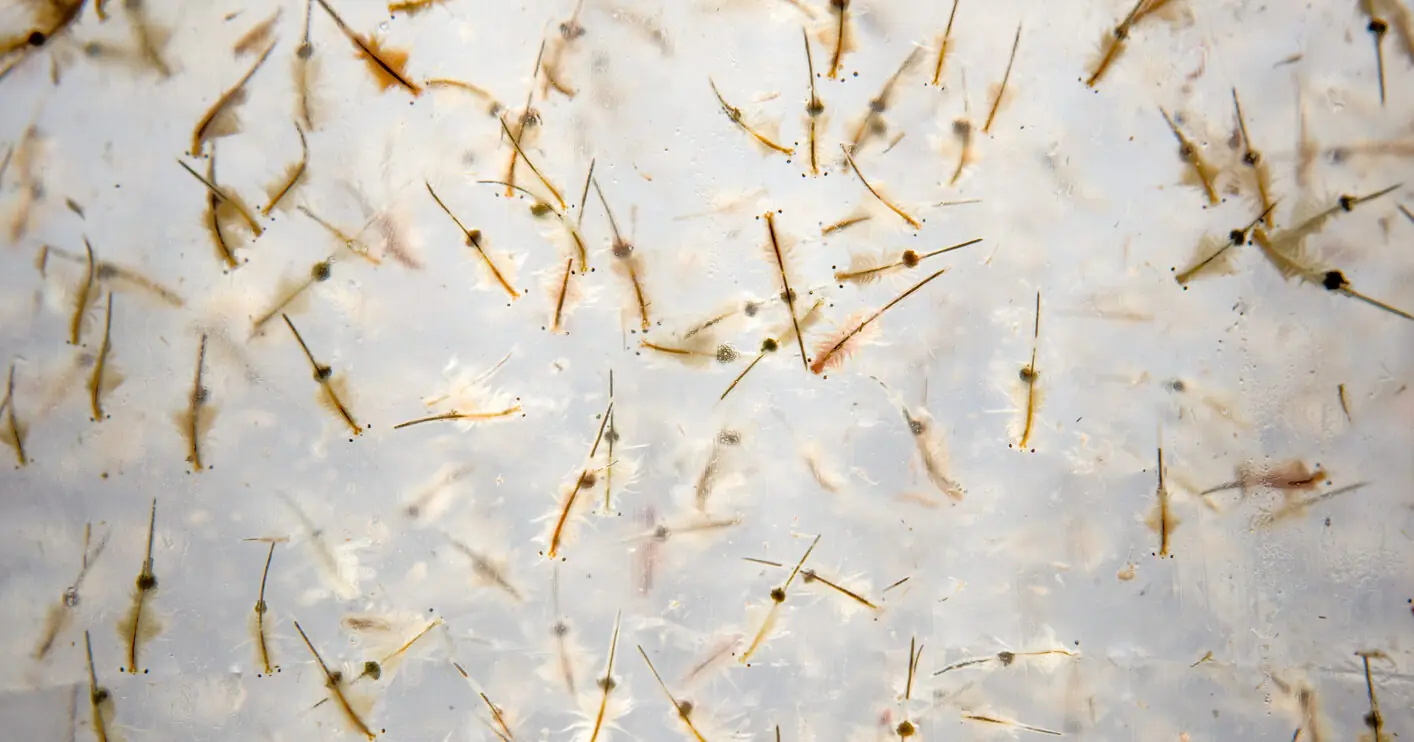 People are just learning the dark truth behind childhood staple Sea Monkeys: 'Childhood ruined'