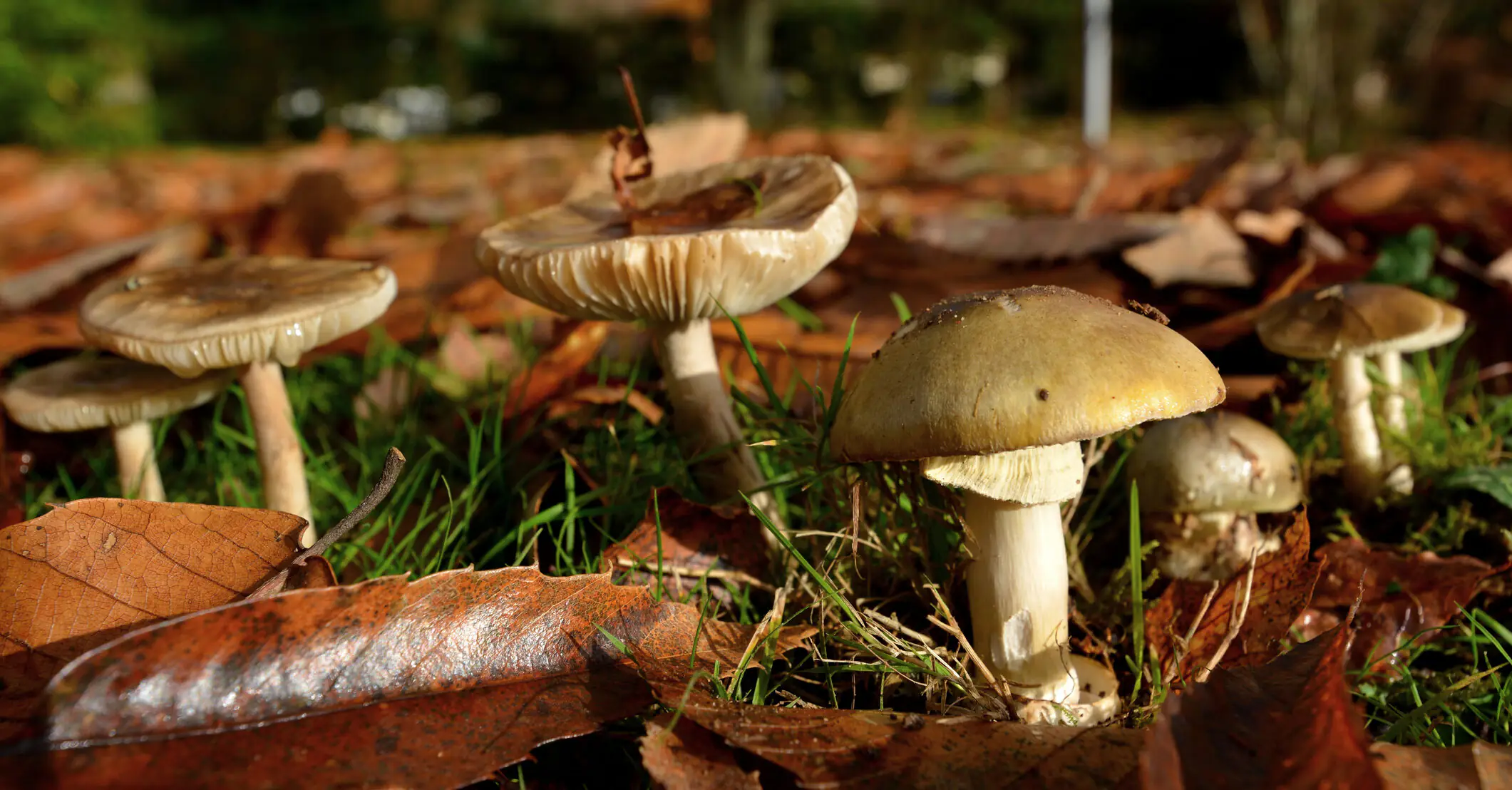 Woman charged with murder after cooking mushroom lunch that killed three