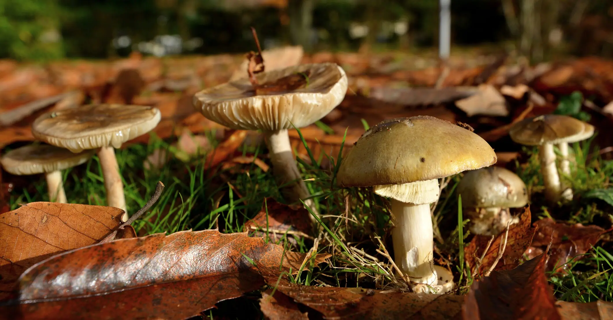 Woman charged with murder after cooking mushroom lunch that killed three