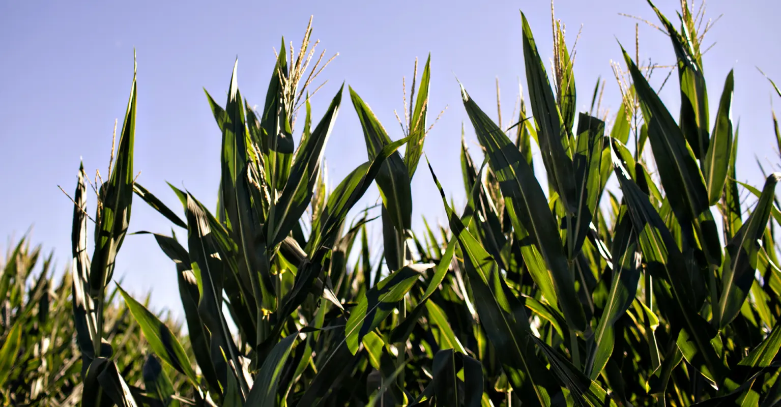 Utah boy, 13, found dead in family's corn maze after apparent tetherball accident