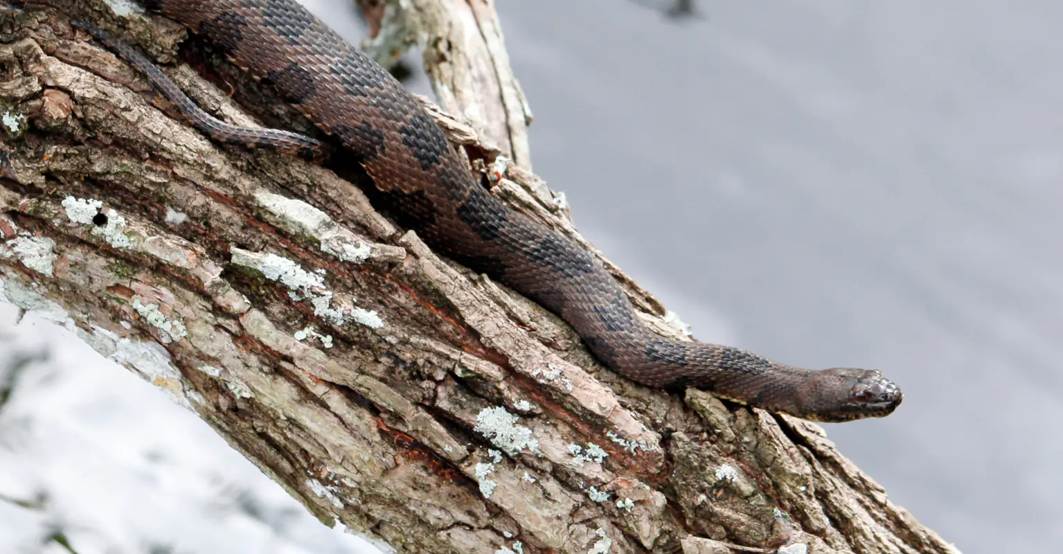'Monster' 200lb python captured in Florida