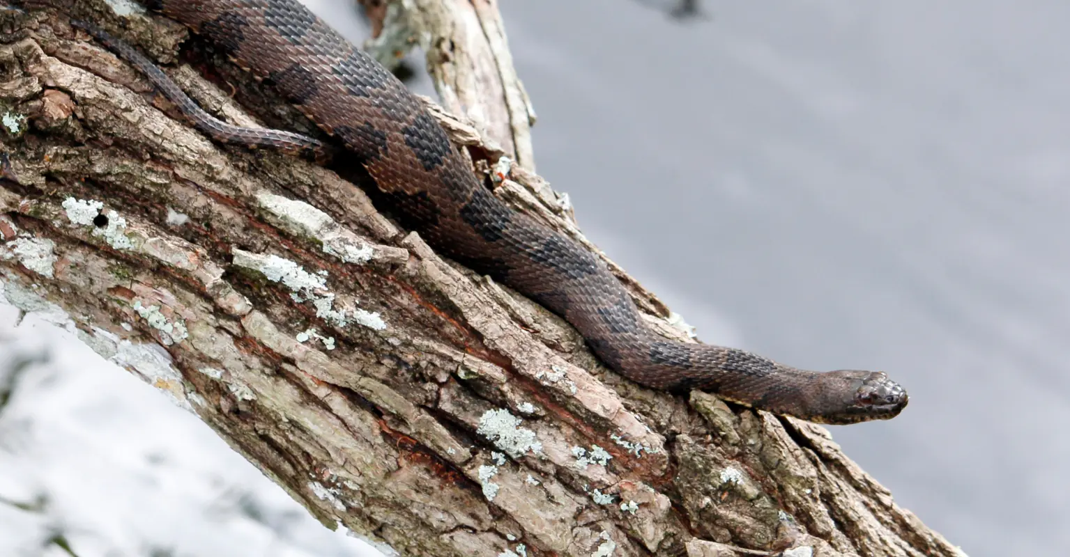 'Monster' 200lb python captured in Florida