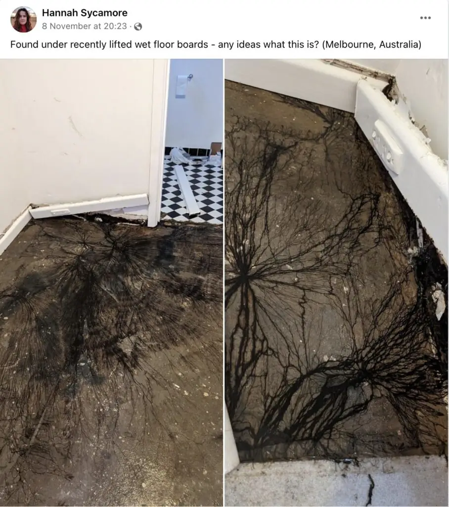 size-large wp-image-1263236564