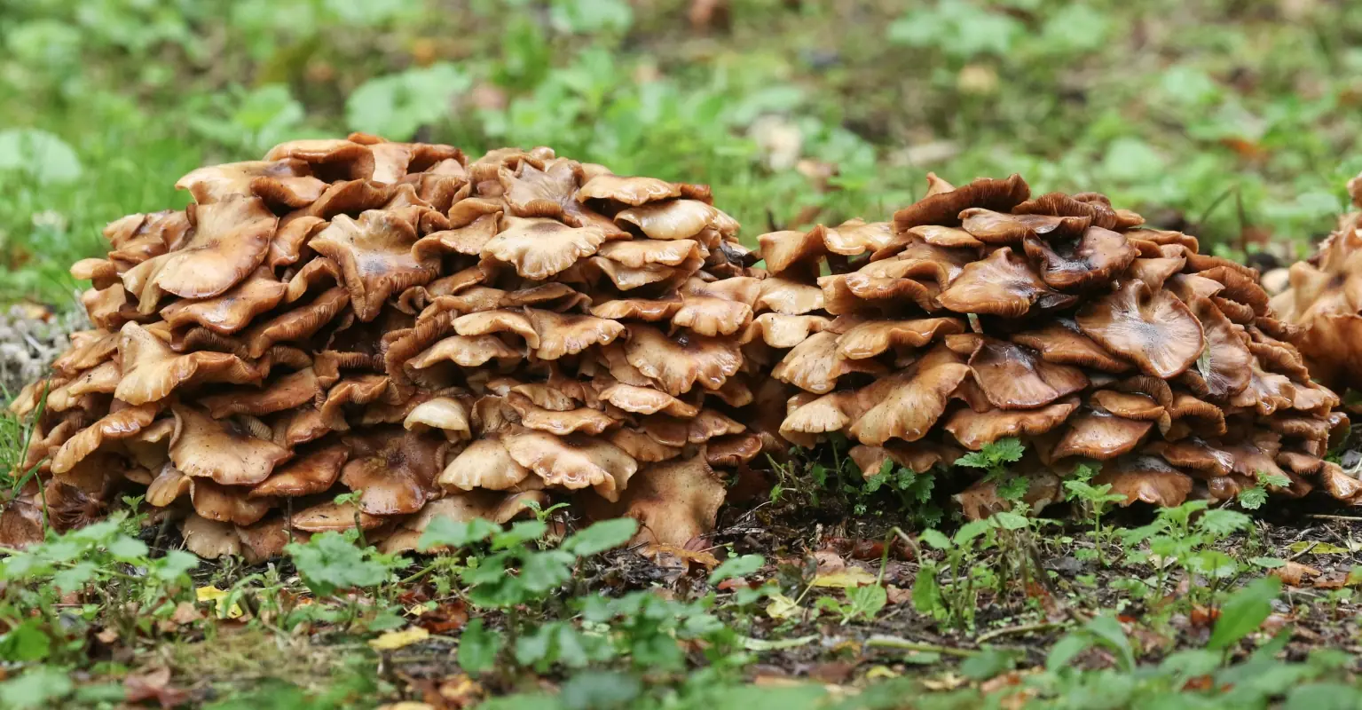 wp-image-1263236485 size-full