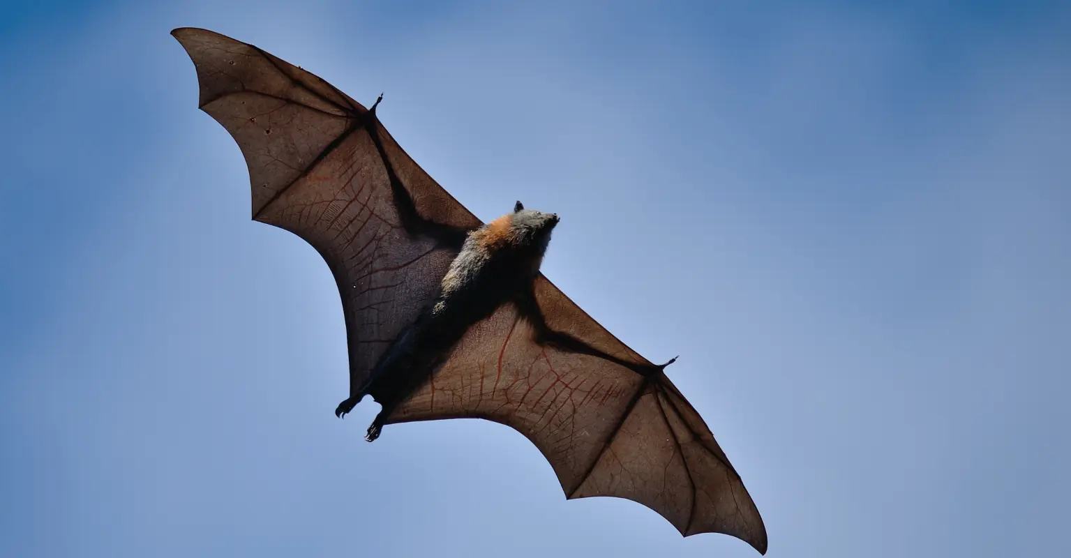 People stunned to learn viral photo of giant 'megabat' is actually real