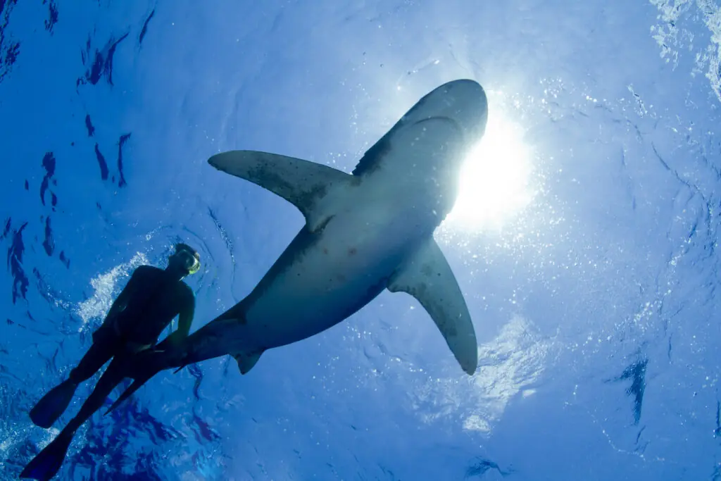 wp-image-1263239023 size-large