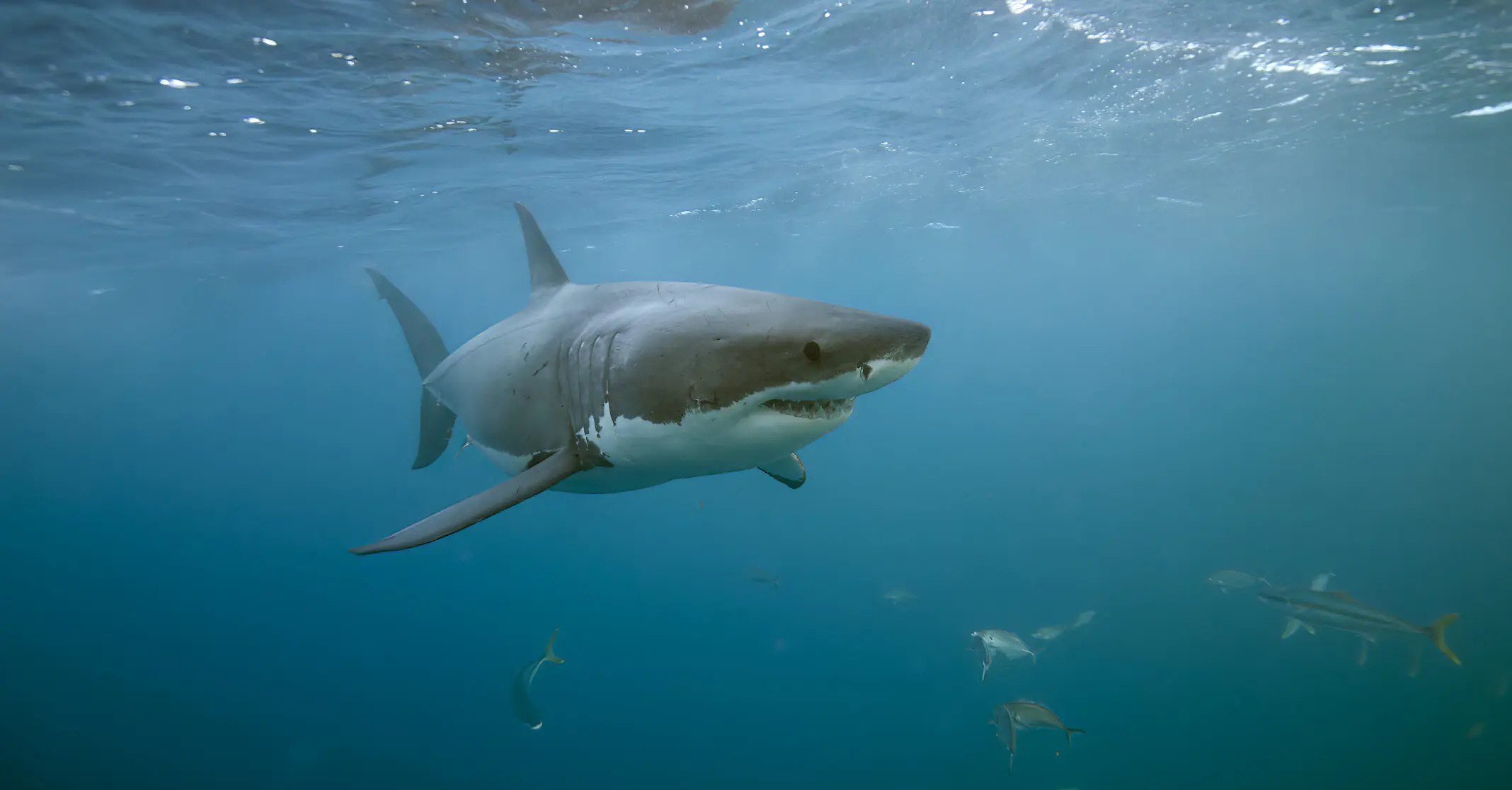 Woman dies after shark bites off her leg as she tried to save daughter