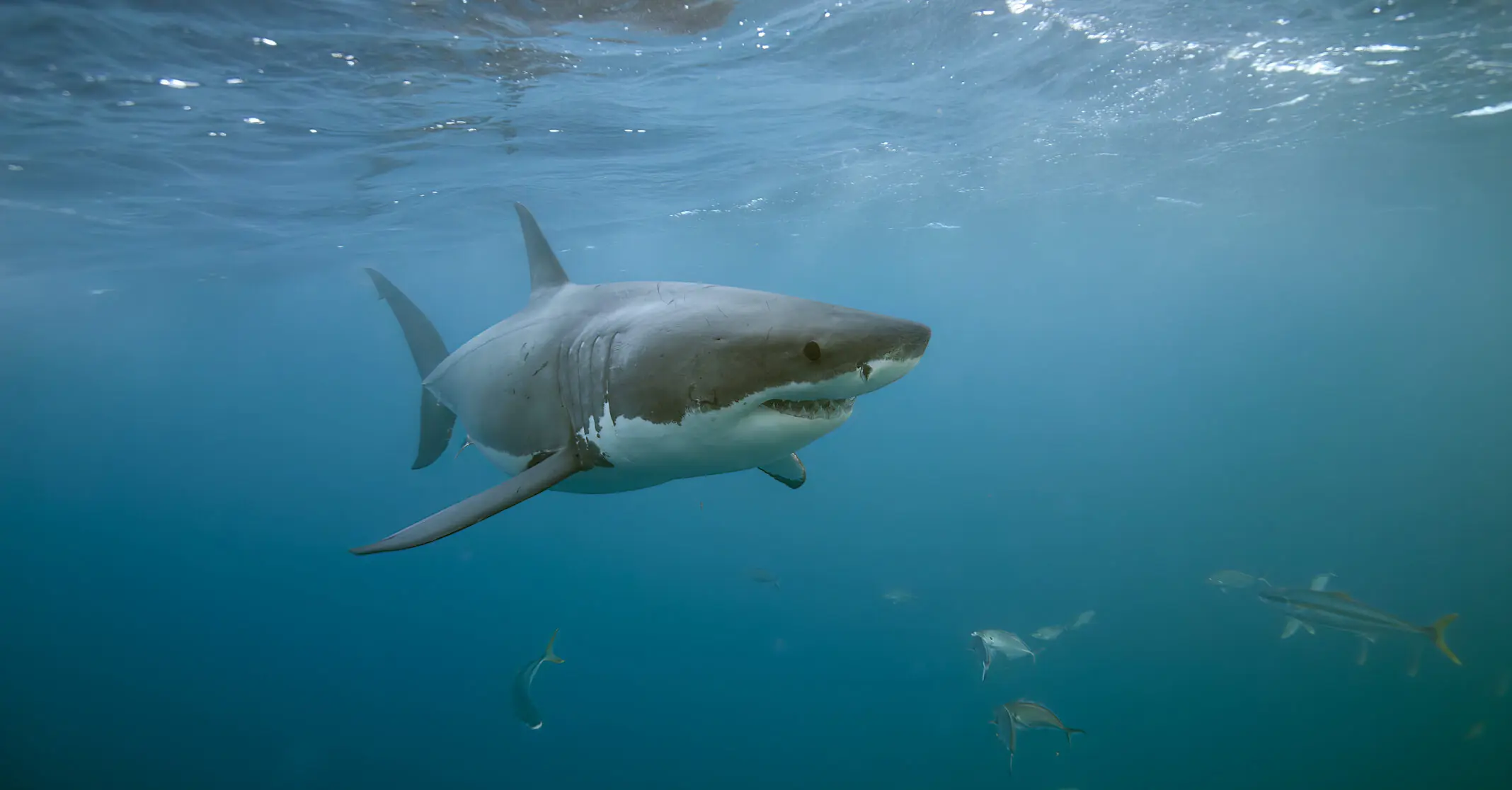 Woman dies after shark bites off her leg as she tried to save daughter