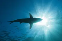 wp-image-1263239475 size-full