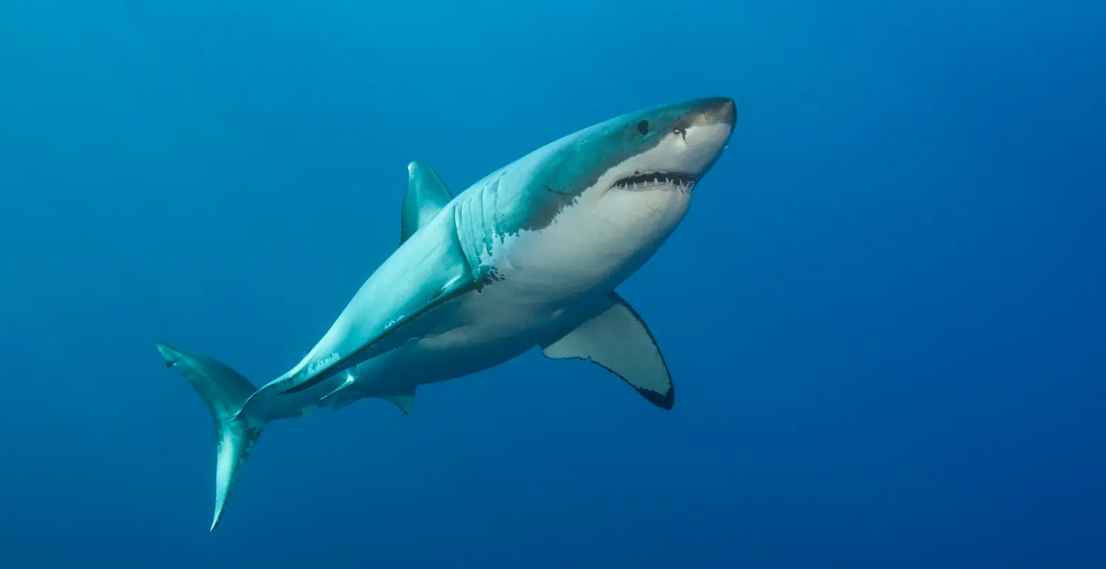 Diver's terrifying encounter with shark captured on camera