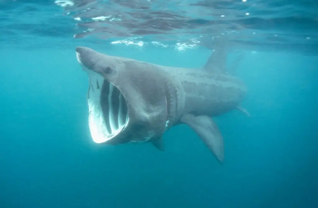 size-large wp-image-1263241657