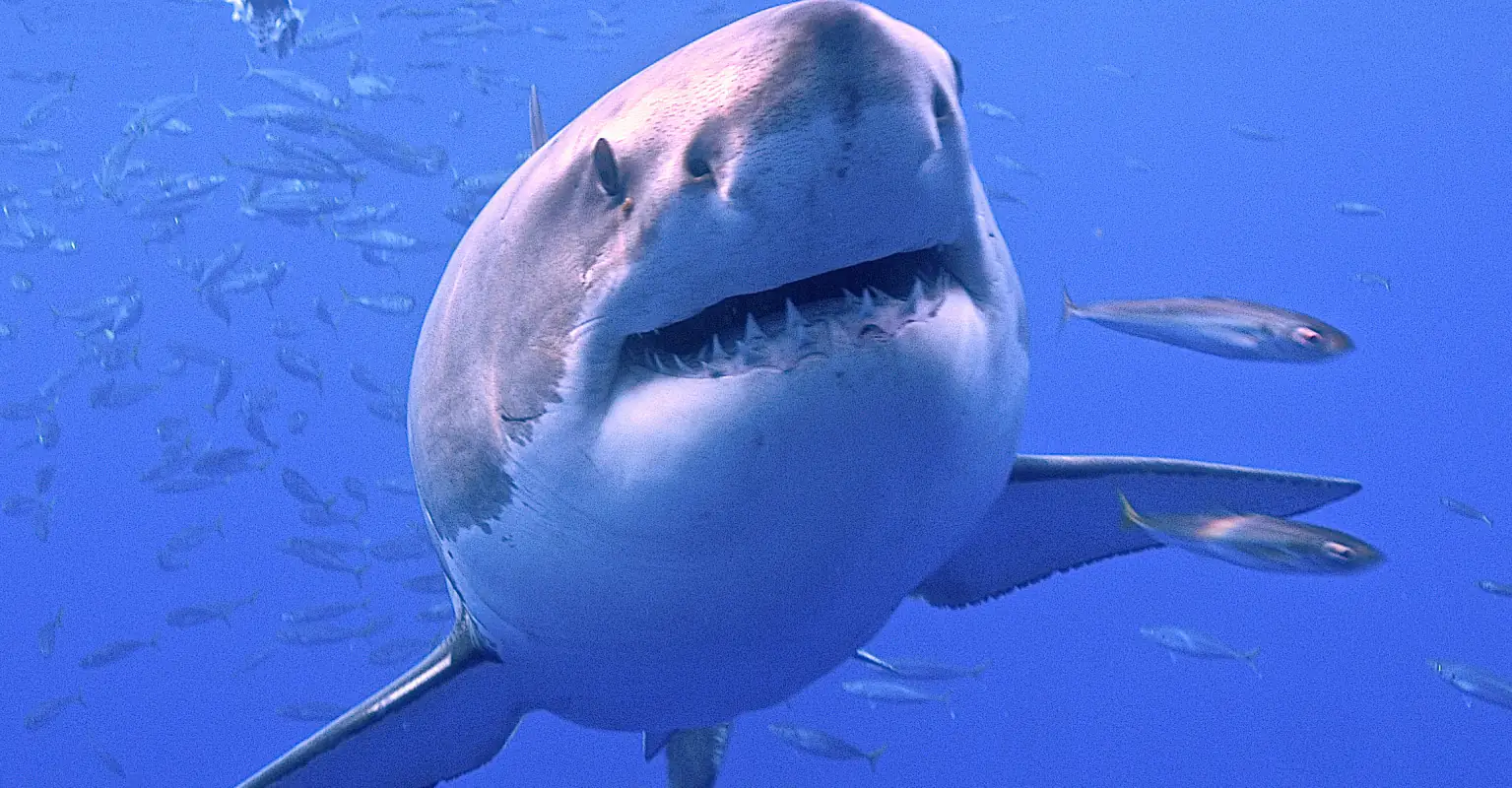 Guy sailing the Atlantic comes across giant shark - sparks 'megalodon' fears