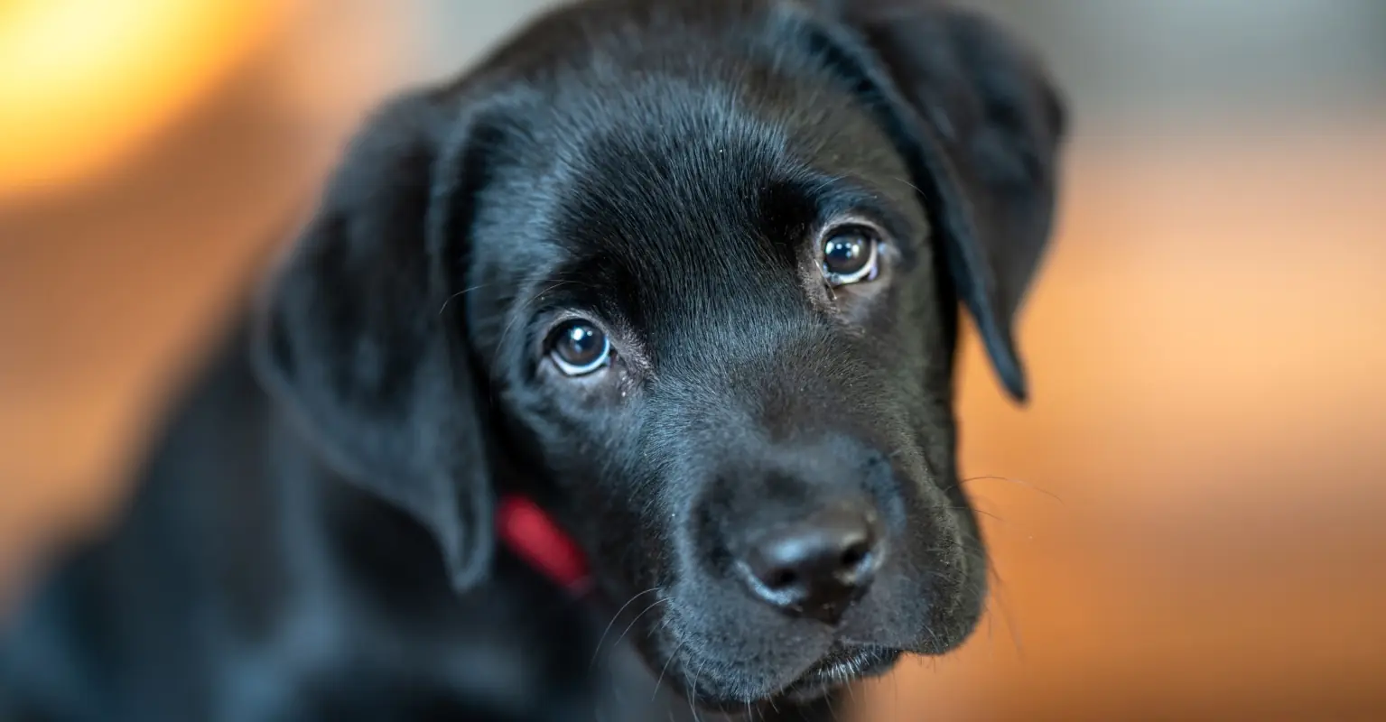 Puppy finds its forever home after 'smiling' hopefully at everyone that visited the rescue center