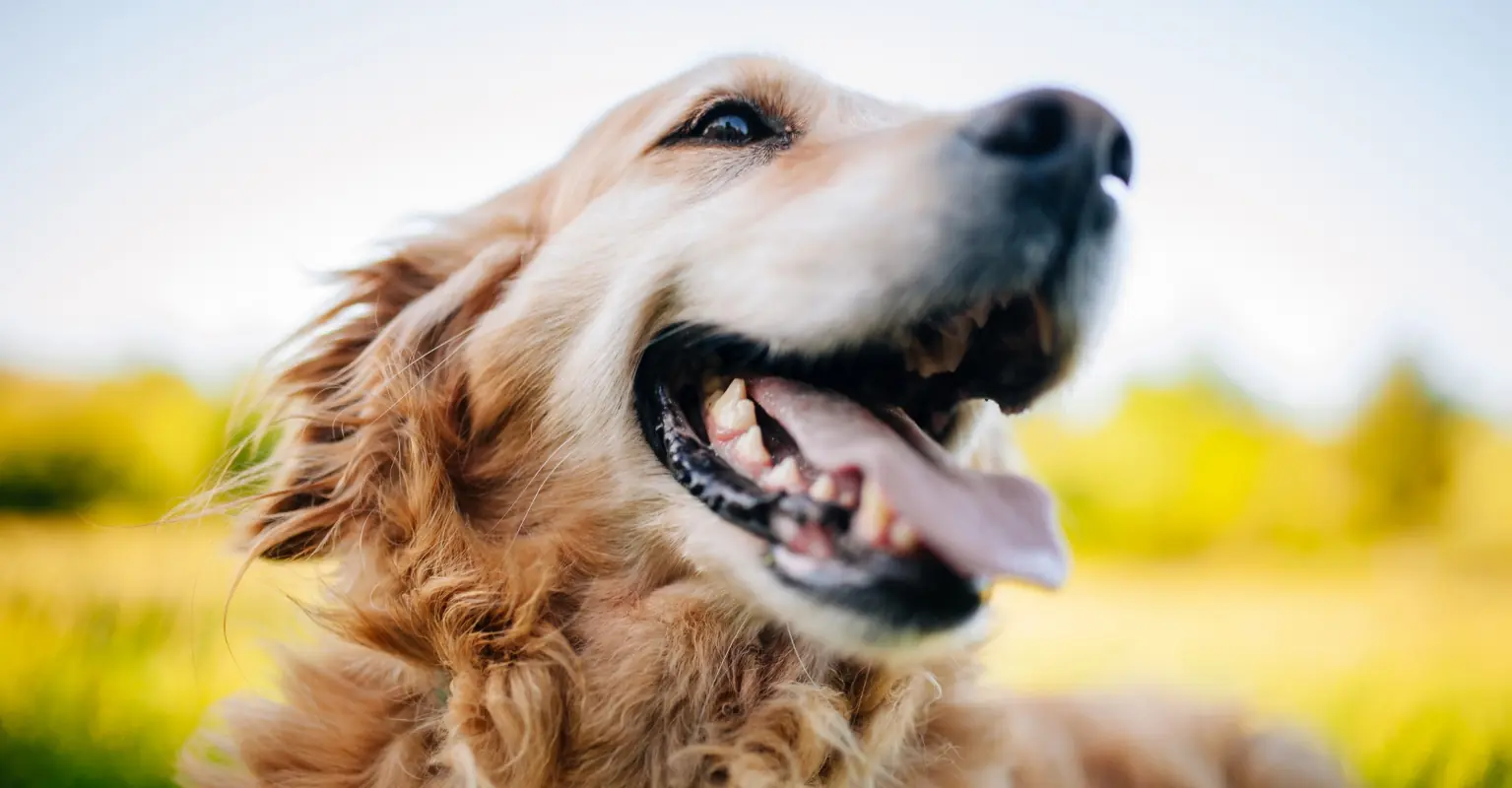 Woman divides social media users after revealing a stranger offered her $200,000 for her dog