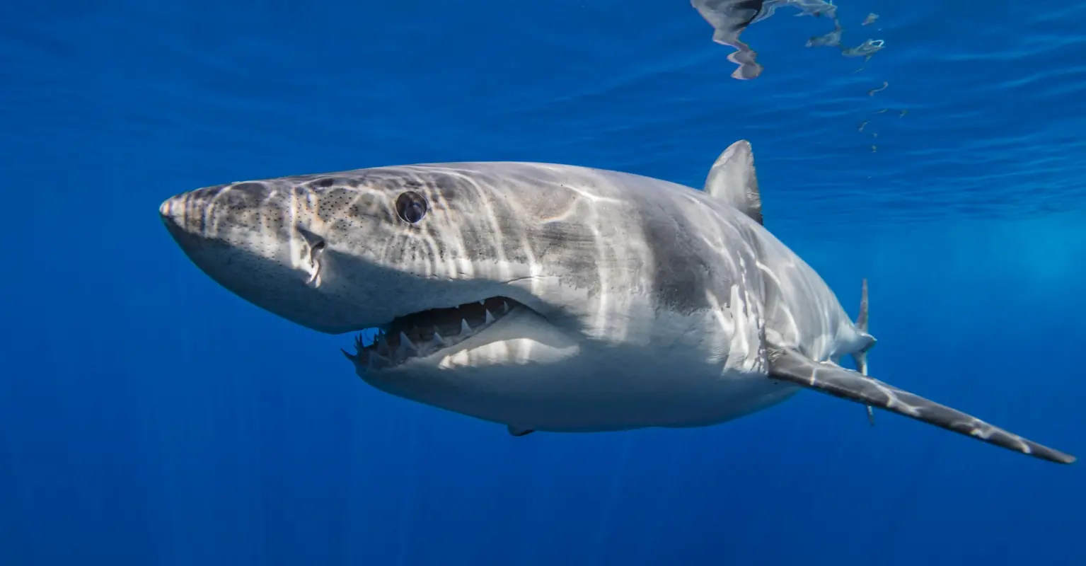 Dad witnesses teen son being fatally mauled by shark