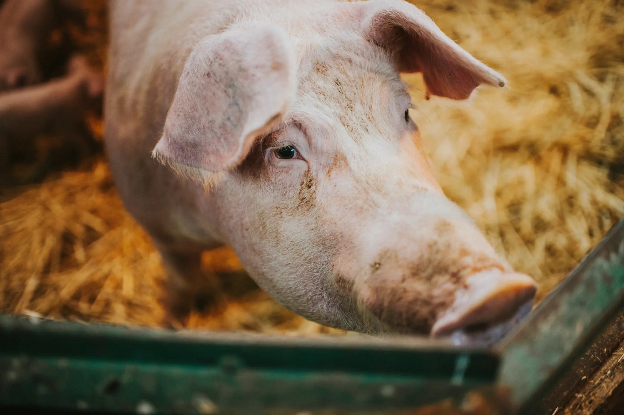 wp-image-1263246095 size-full