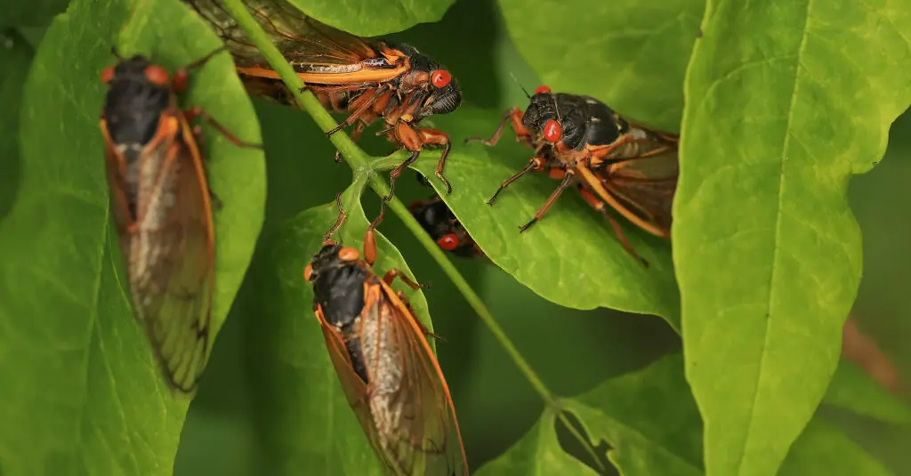 Billions of insects are expected to burst out of the ground in the United States for the first time in 220 year event