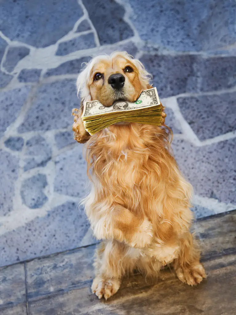 dog with money 