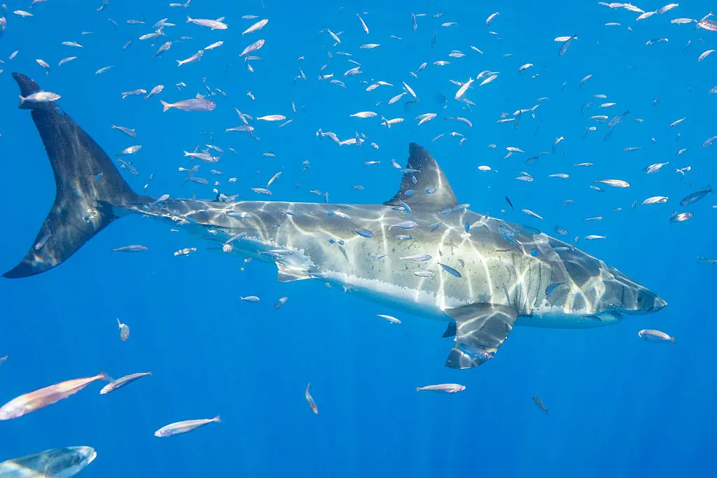 wp-image-1263246799 size-full