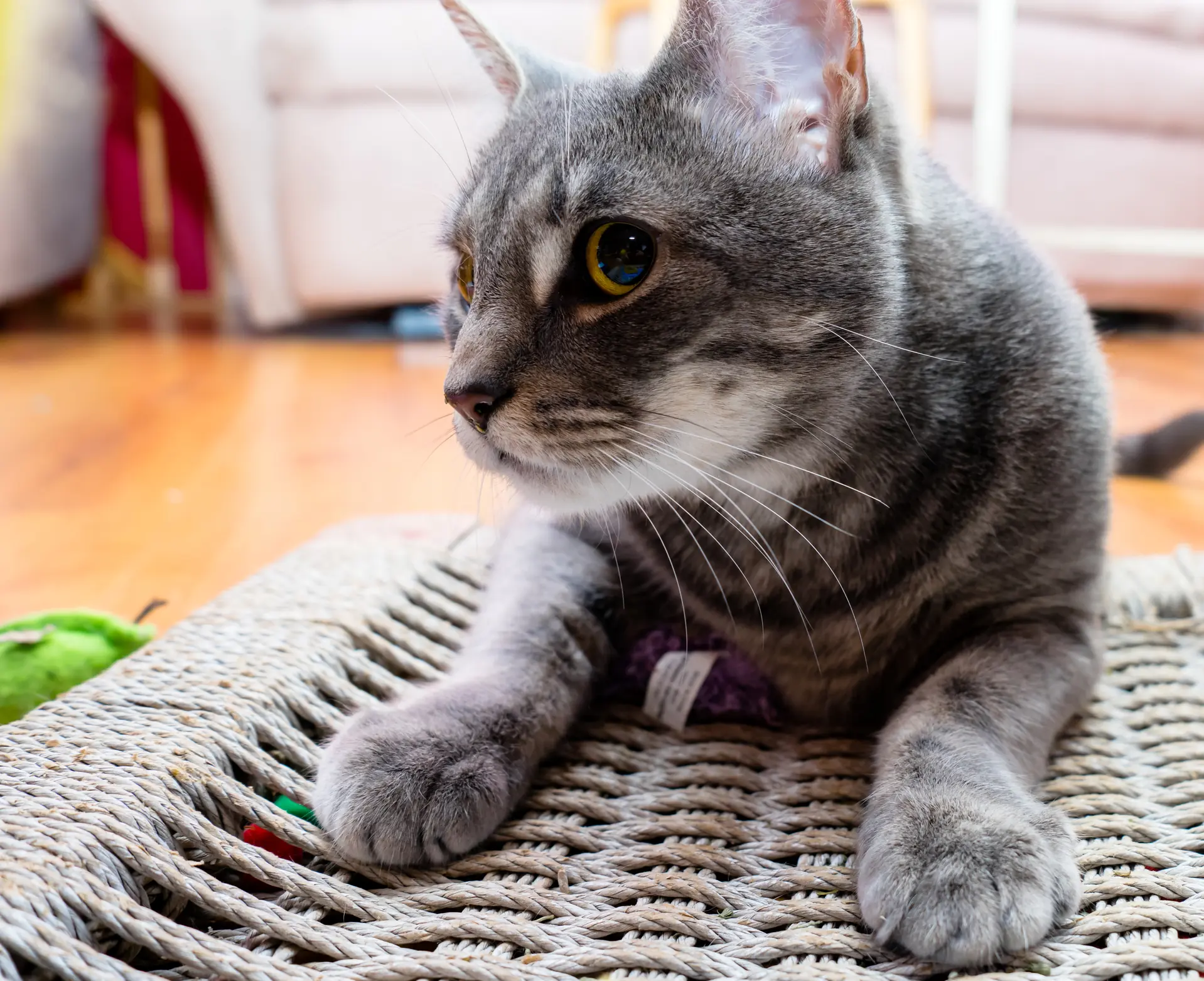 size-full wp-image-1263246752