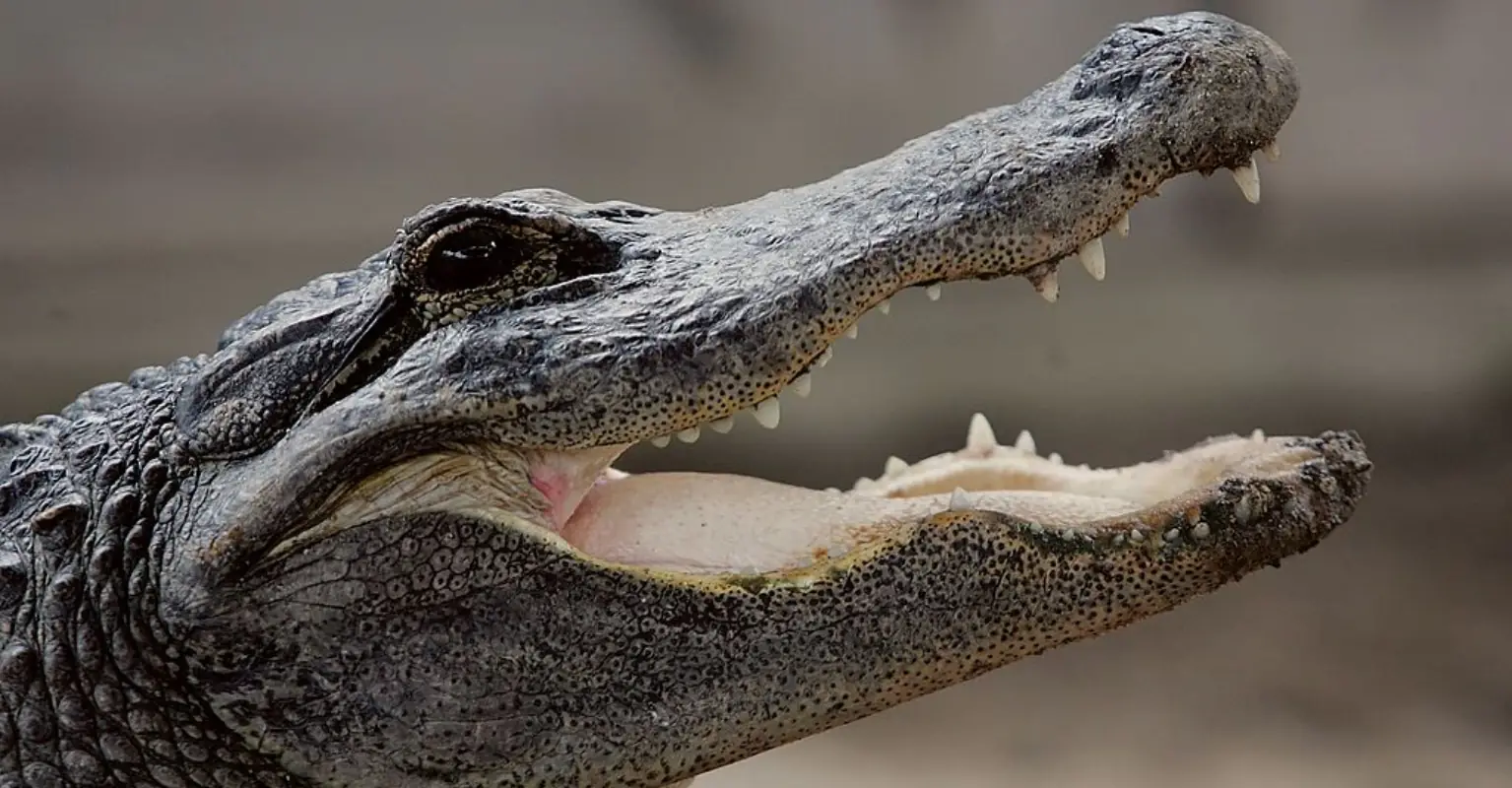 Family of woman killed in alligator attack sues retirement community