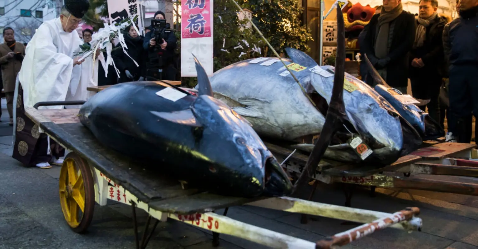 People are only just realizing how big tuna really are after seeing incredible video