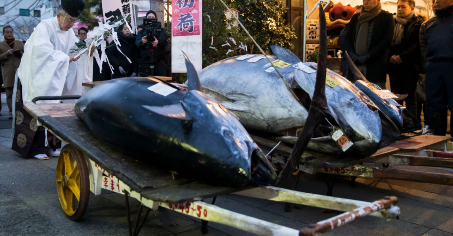 People are only just realizing how big tuna really are after seeing incredible video