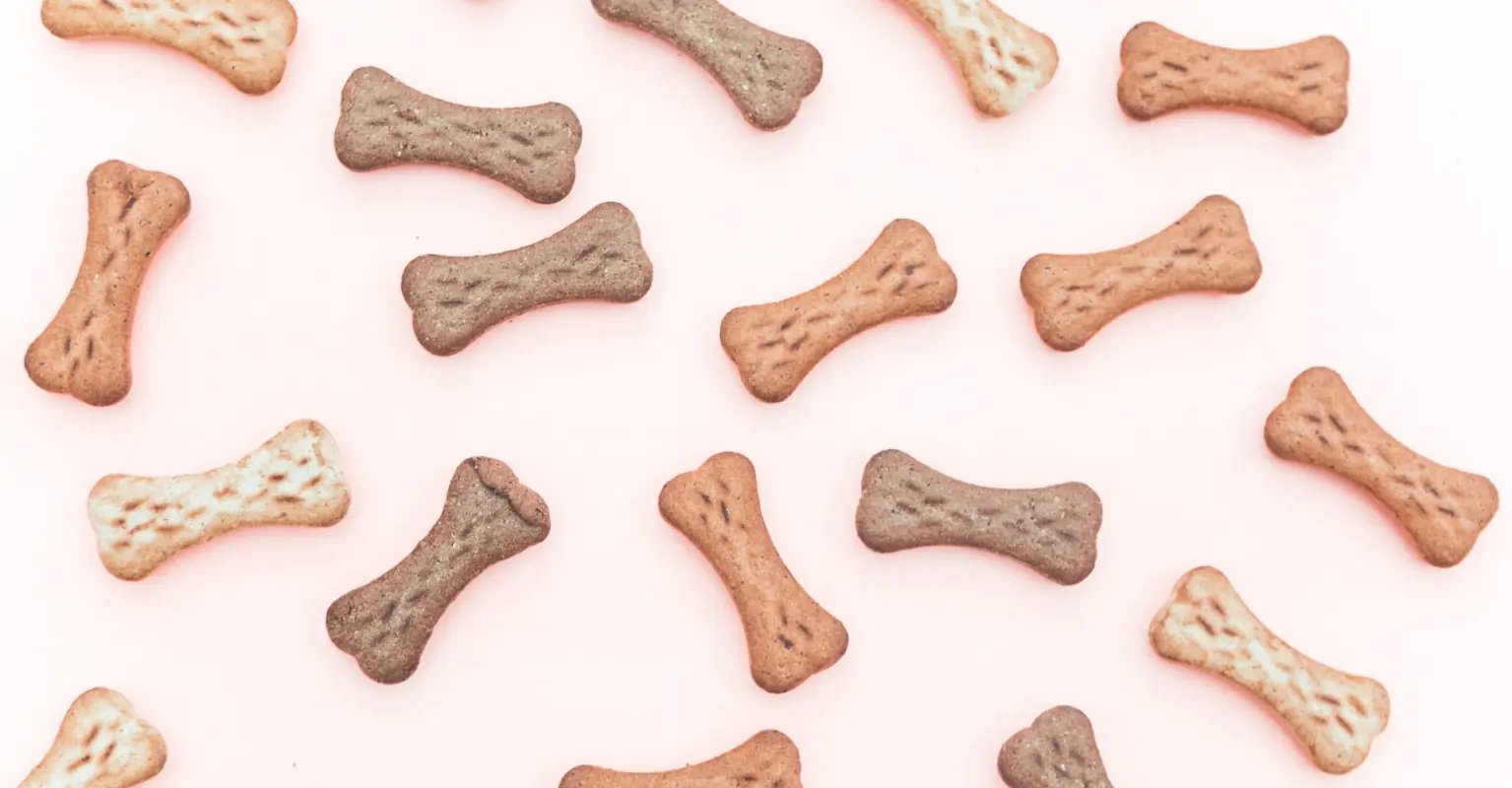 Woman adopts senior dog not knowing she is the exact same dog she had as a little girl