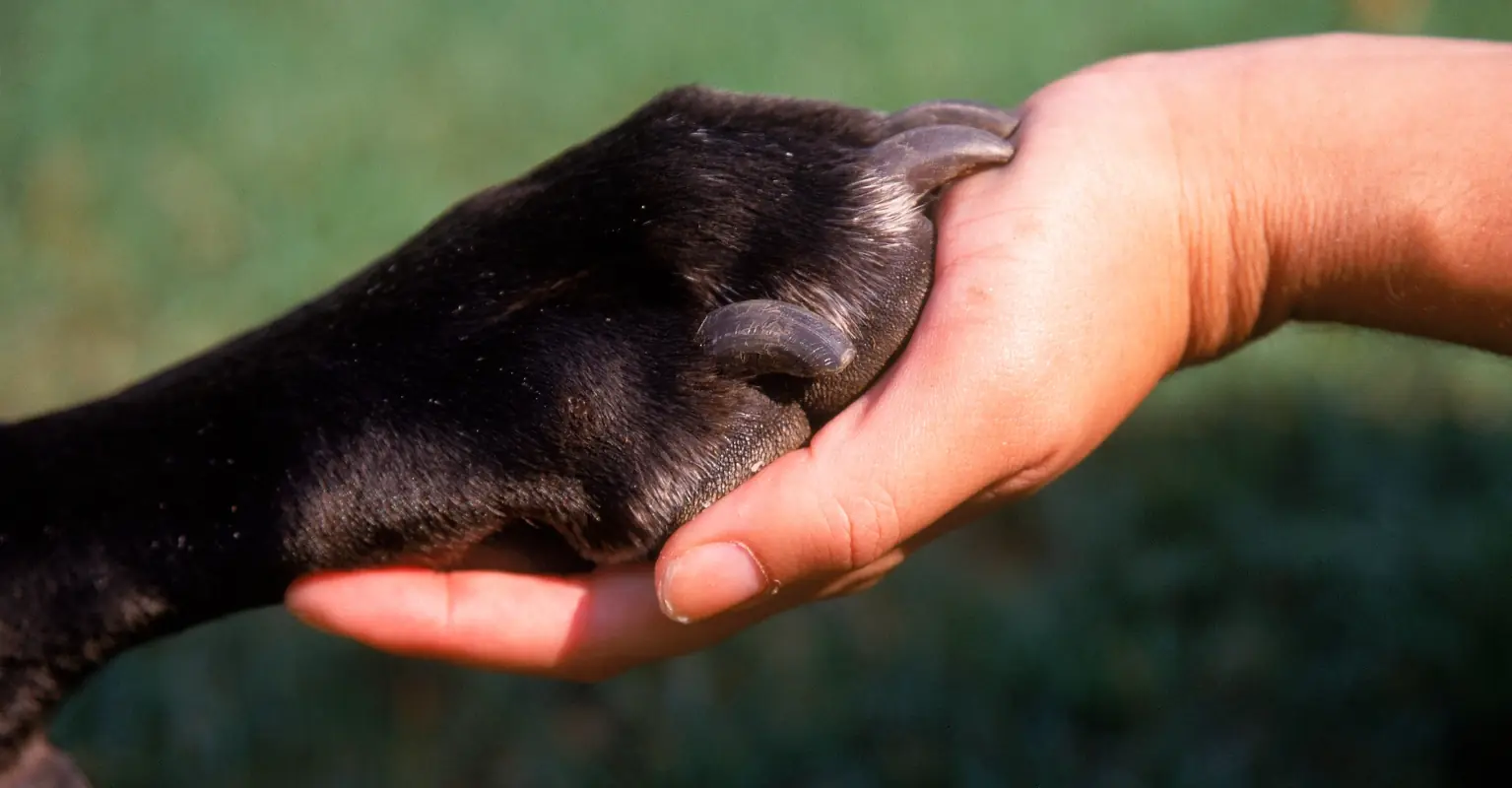 TikToker urged to leave boyfriend after she shared footage of him playing with her dog: 'Red Flag'