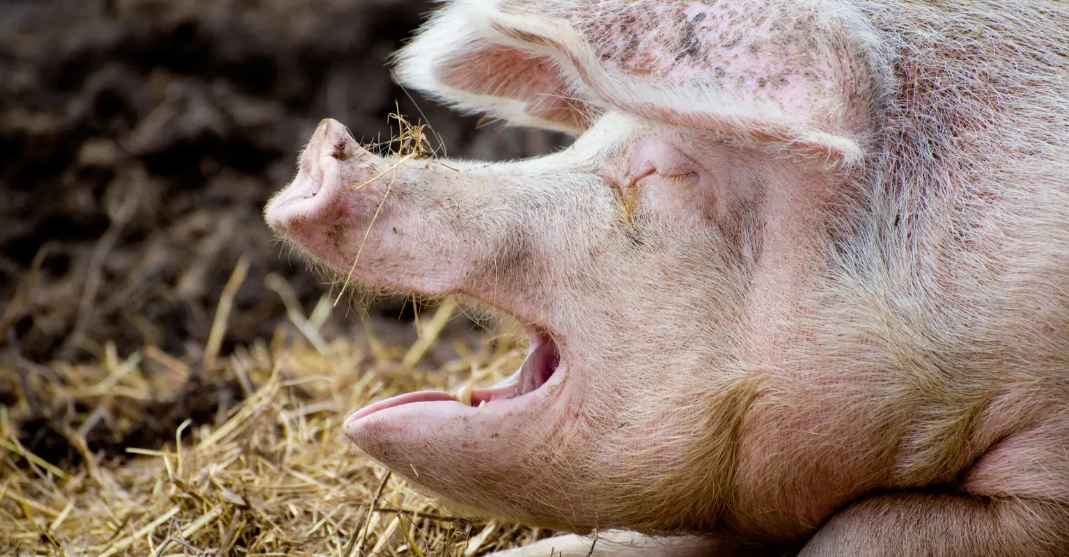 Black metal band apologizes to vegans after pig head is thrown into crowd at show