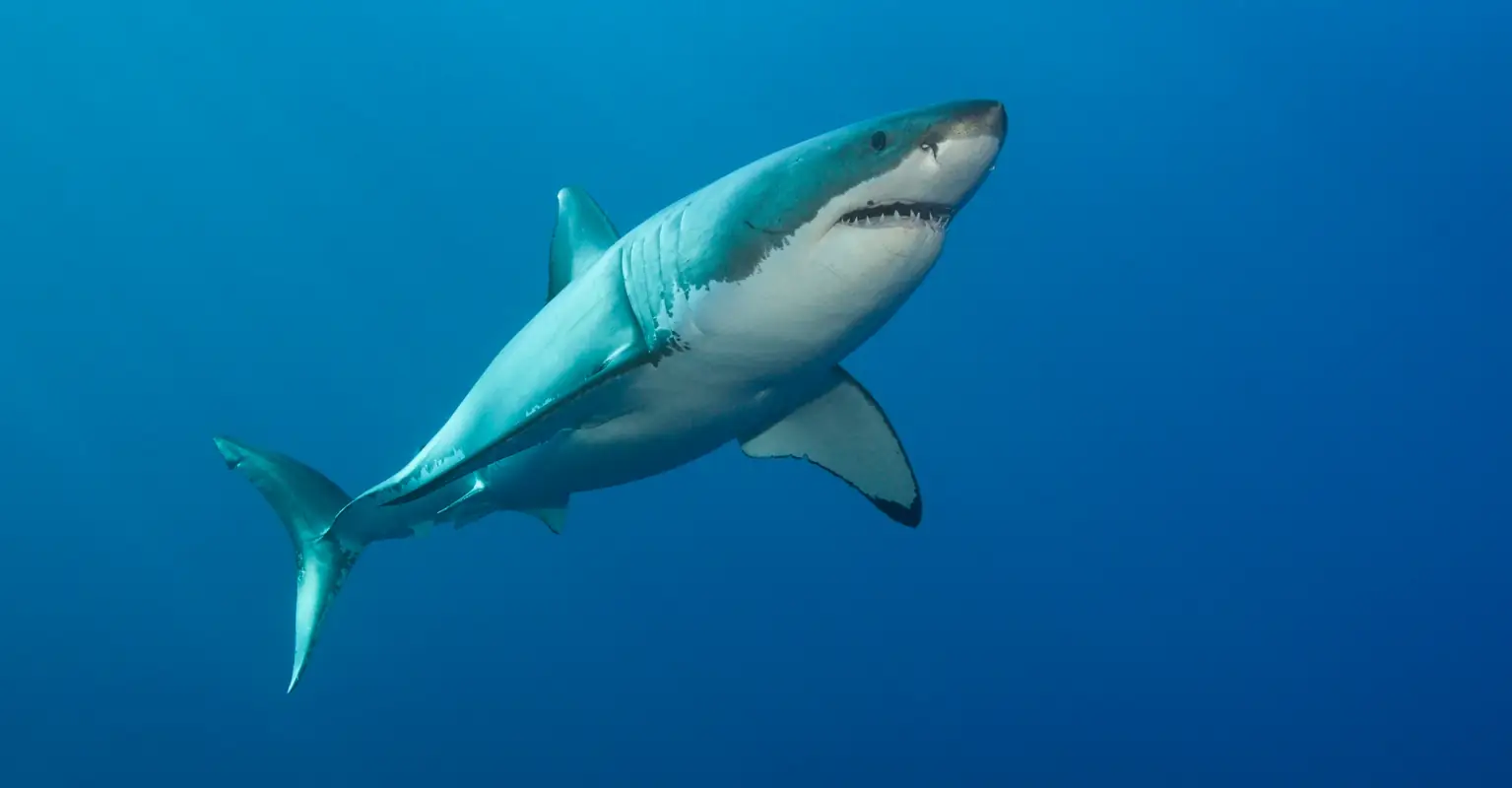 Hundreds of people pay tribute to 15-year-old surfer mauled to death by shark
