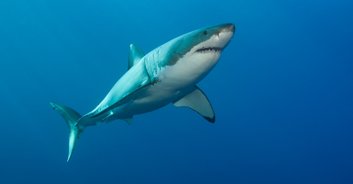 Fisherman reels in '1,200lb great white shark' on Florida beach
