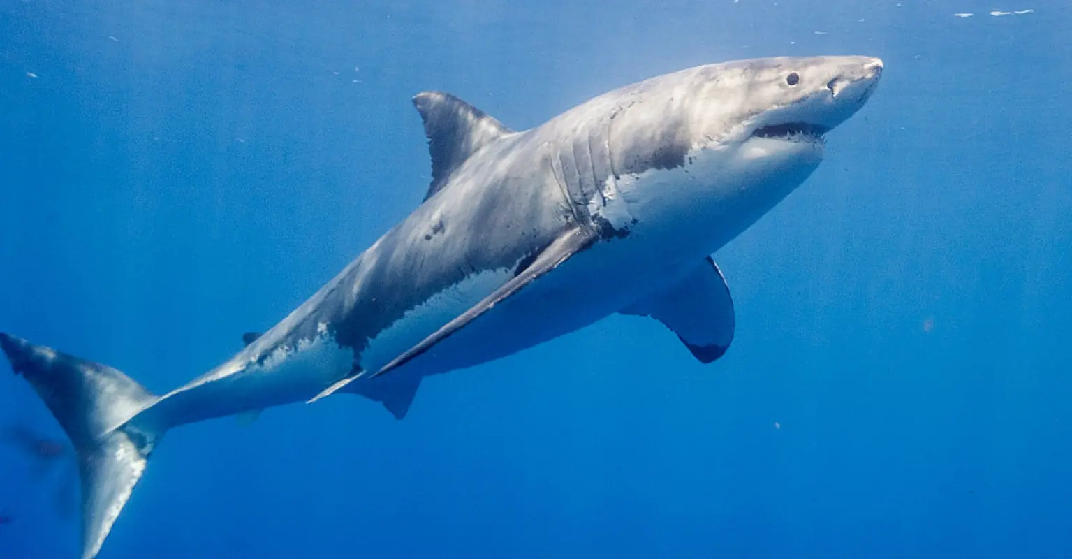 Man captures first-ever sighting of a newborn great white shark